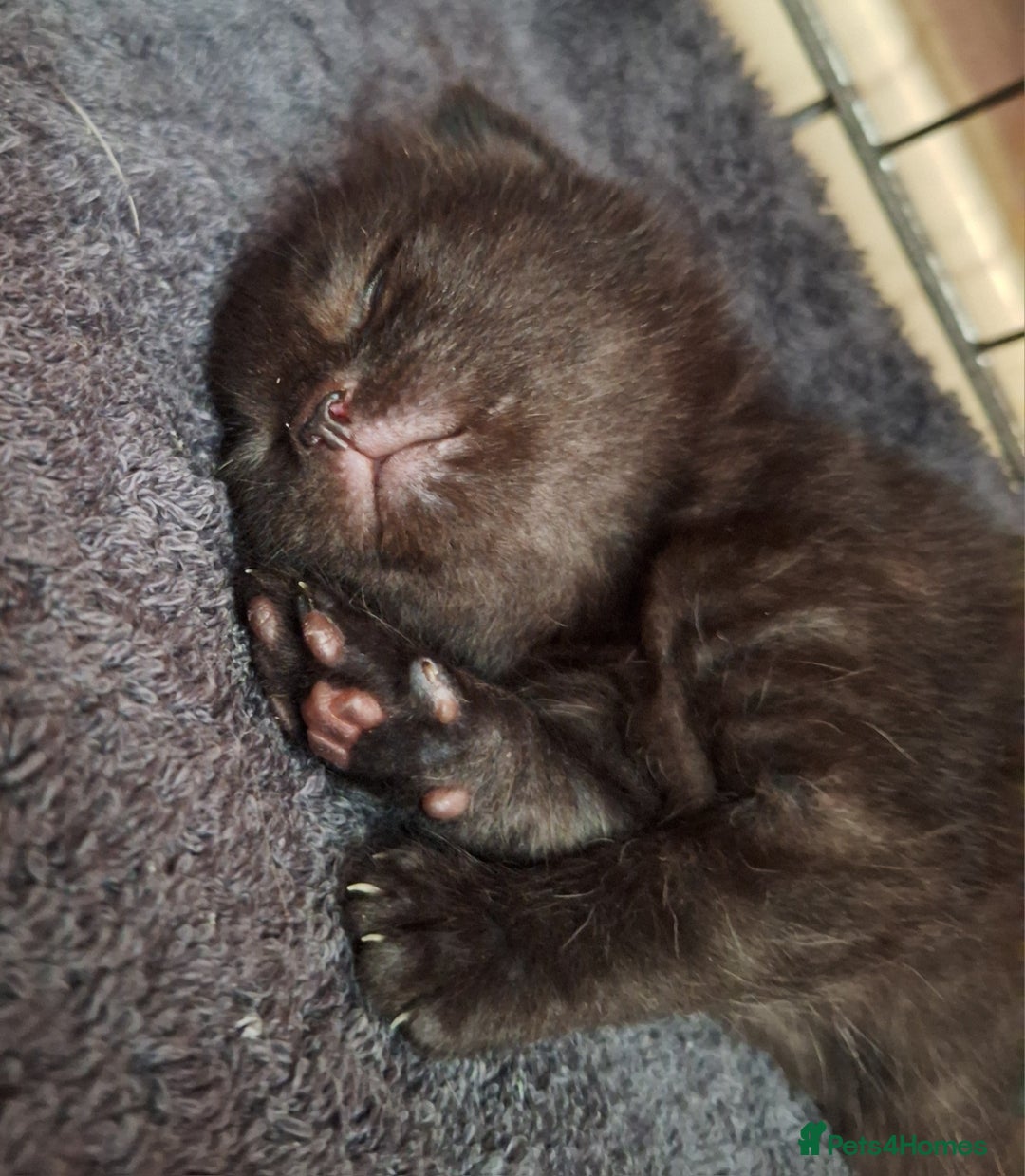 Domestic Shorthair cats for sale: ✨️ Beautiful 2 kittens 🩷🩵 Ready for homes now ✨️ - Image 3