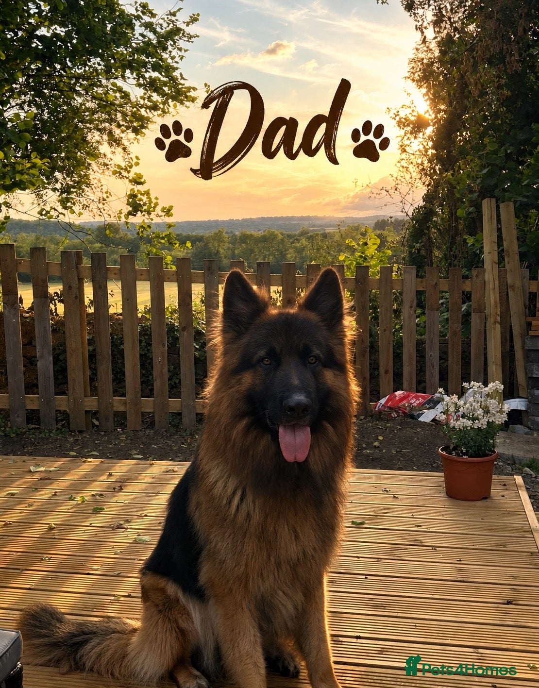 Mixed Breed dogs German Shepherd Caucasian Shepherd Swiss Shepherd - Advert 1