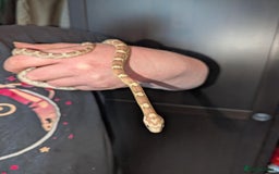 Corn Snake reptiles for sale: Miscellaneous snakes for sale - Image 4