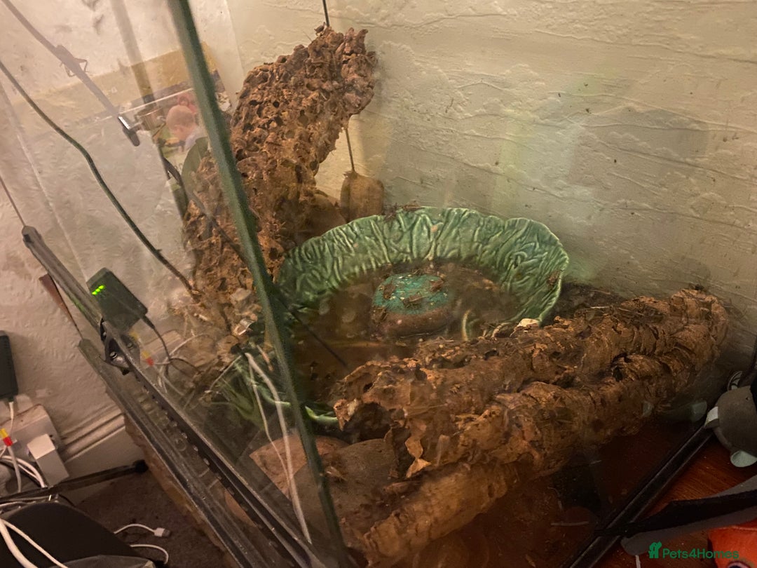 Frog reptiles for sale: Three white tree frogs with Vivarium - Advert 2