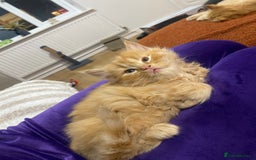 Persian cats for sale: Persian Cross Kittens  - Image 4