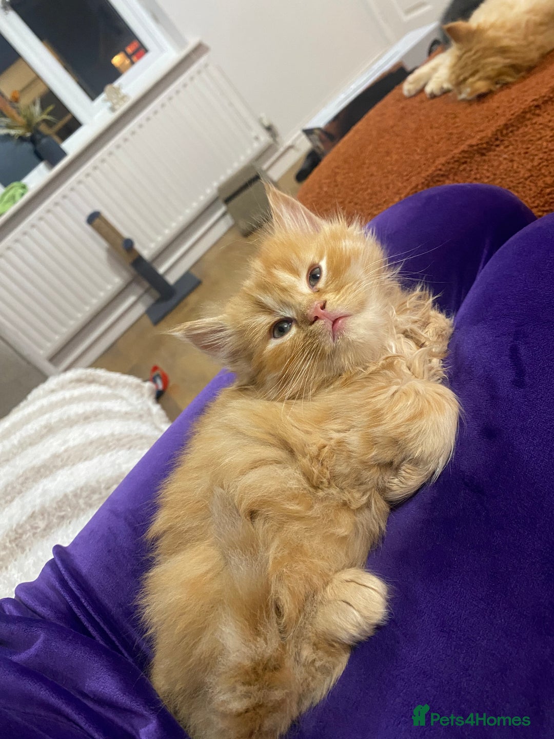 Persian cats for sale: Persian Cross Kittens  - Image 4