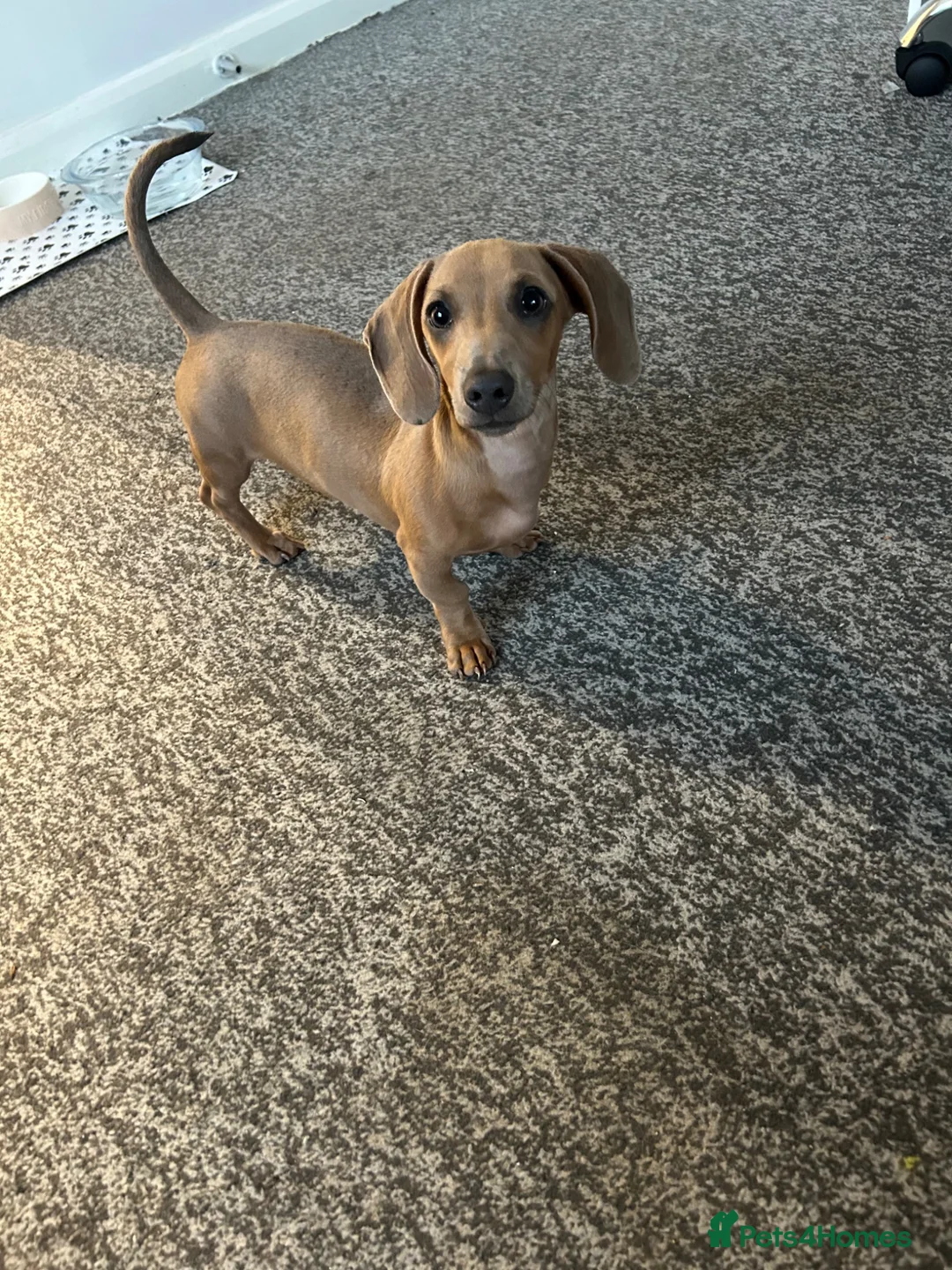 Miniature Dachshund dogs for sale: Miniature Dachshund  in Doncaster - Advert 1