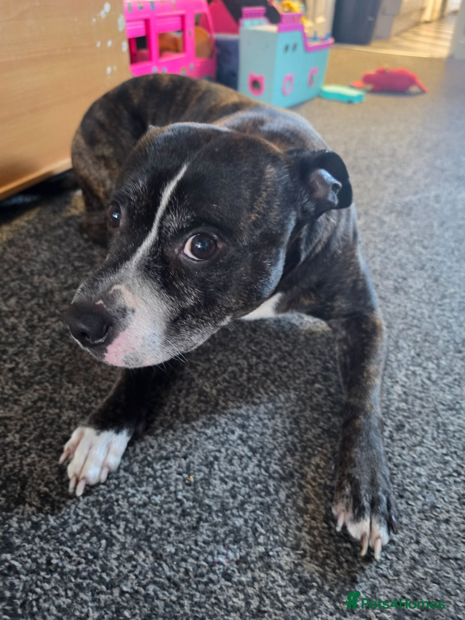 Staffordshire Bull Terrier dogs Chance is looking for good home  - Advert 1