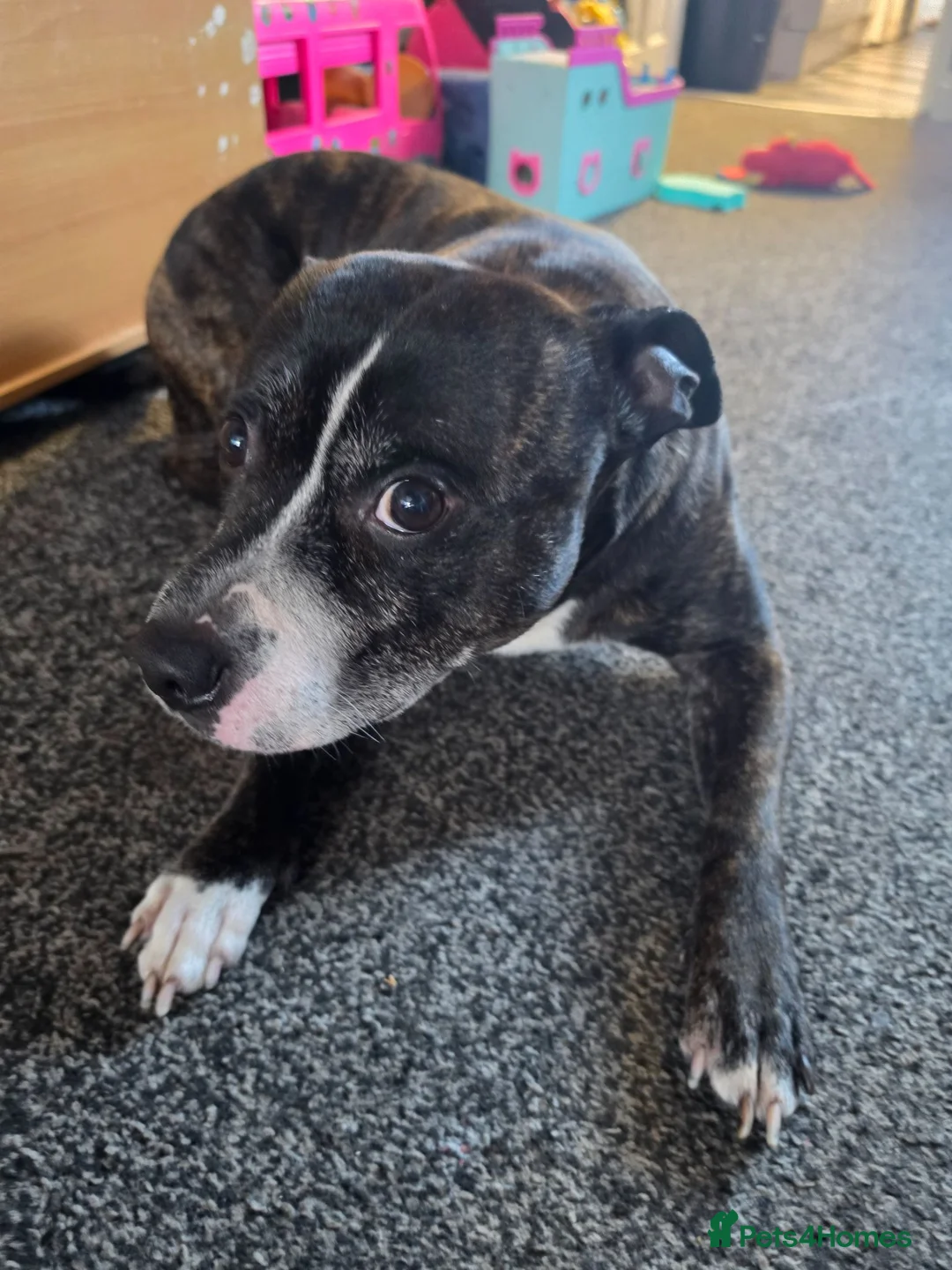 Staffordshire Bull Terrier dogs for sale: Chance is looking for good home  - Advert 1