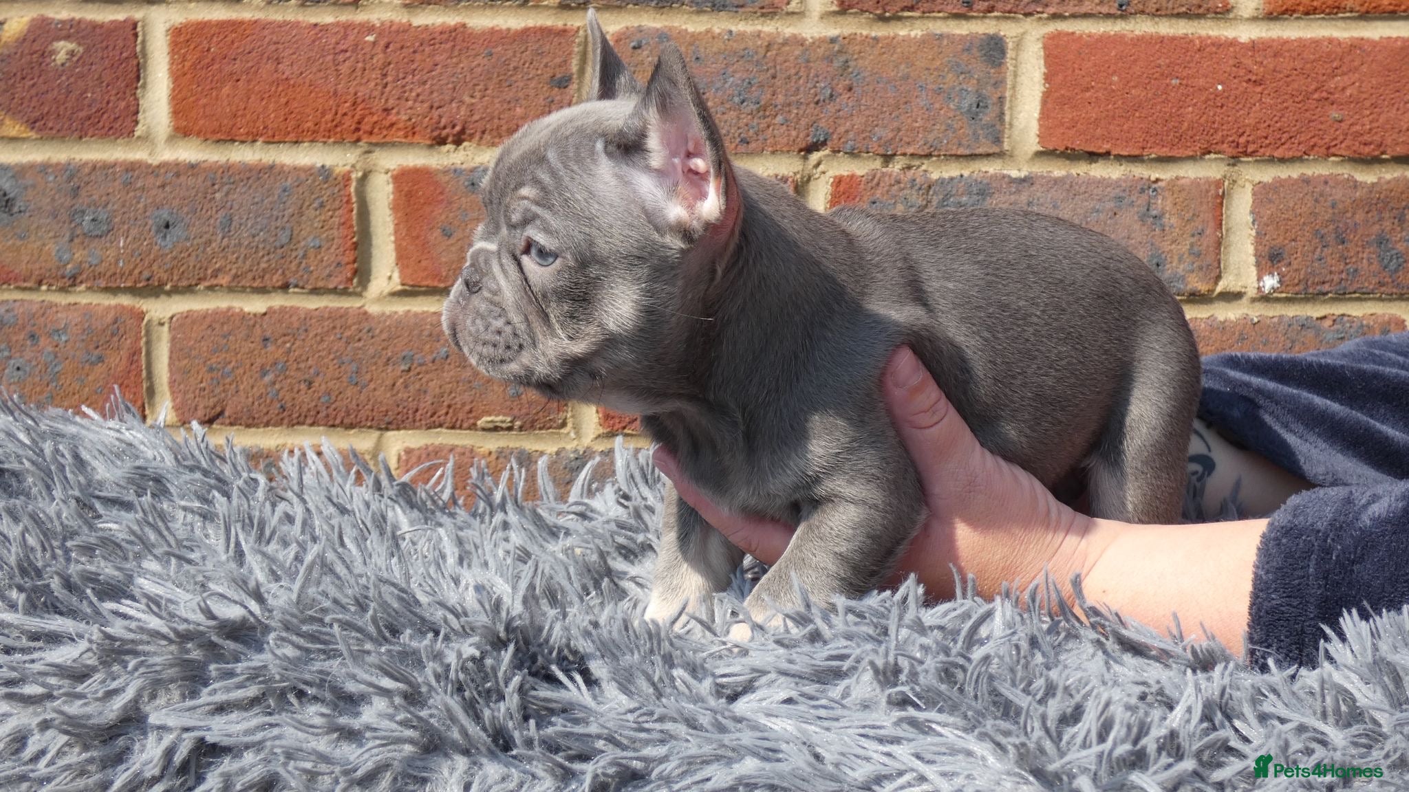 French Bulldog dogs Beautiful French bulldog puppies  - Advert 1