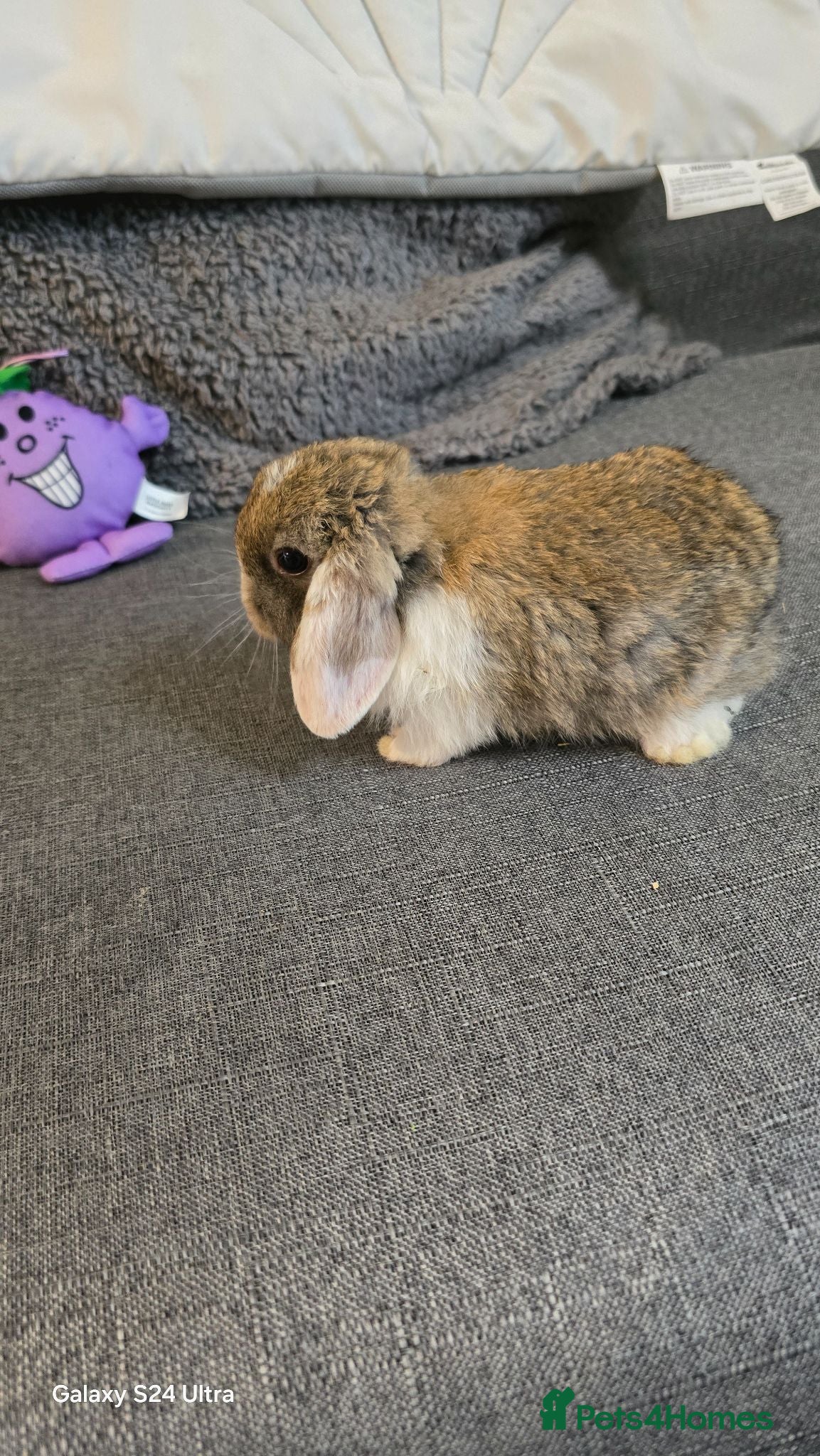 Mini Lop rabbits Rabits - Advert 1