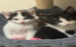 Maine Coon cats for sale: Ready to Go- Beautiful Maincoon x kittens  - Image 13