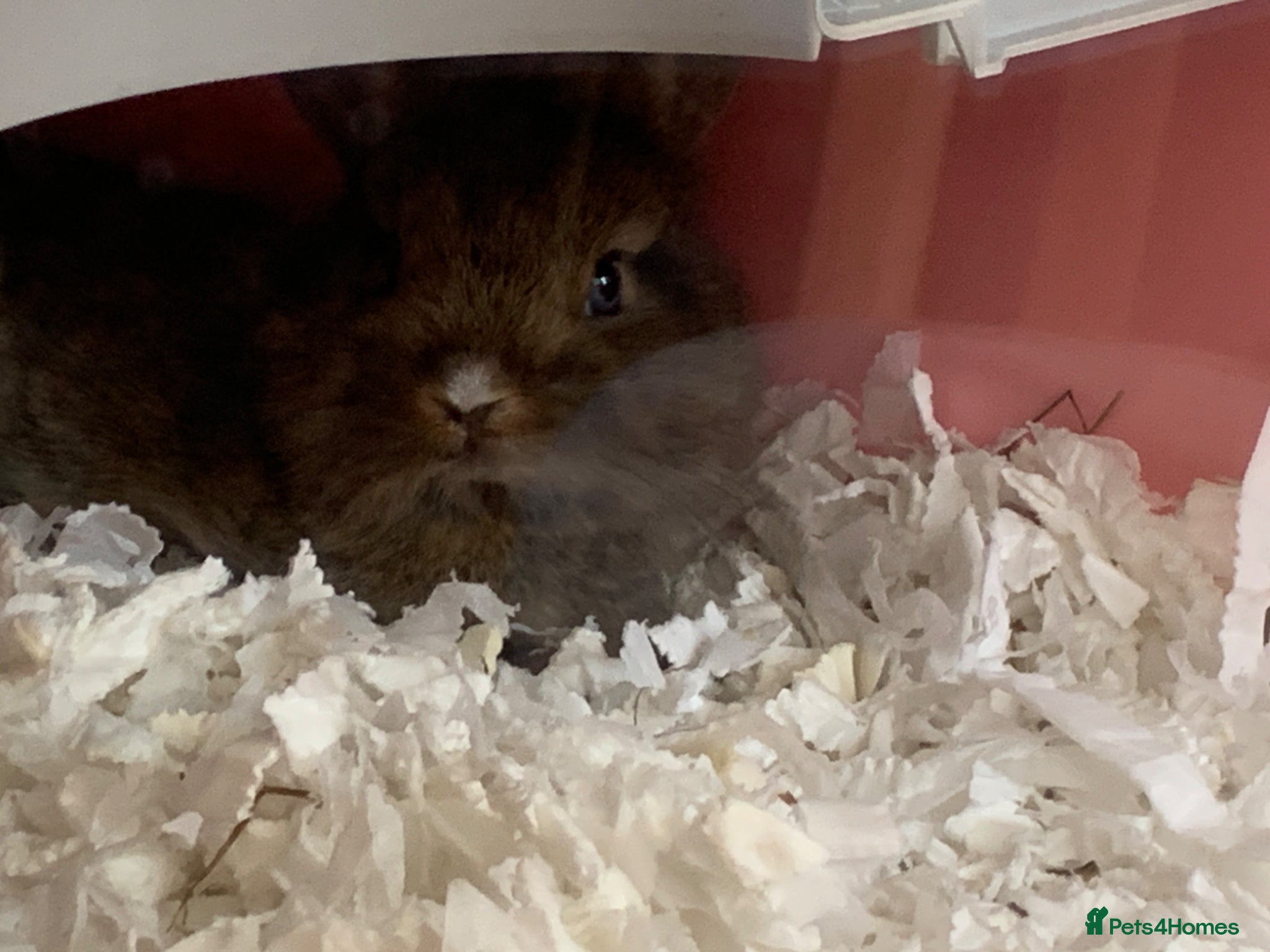 Netherland Dwarf rabbits Netherland Dwarf Bunny for sale  - Advert 1