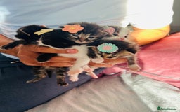 LaPerm cats for sale: Long Coat Laperm kittens - Image 17