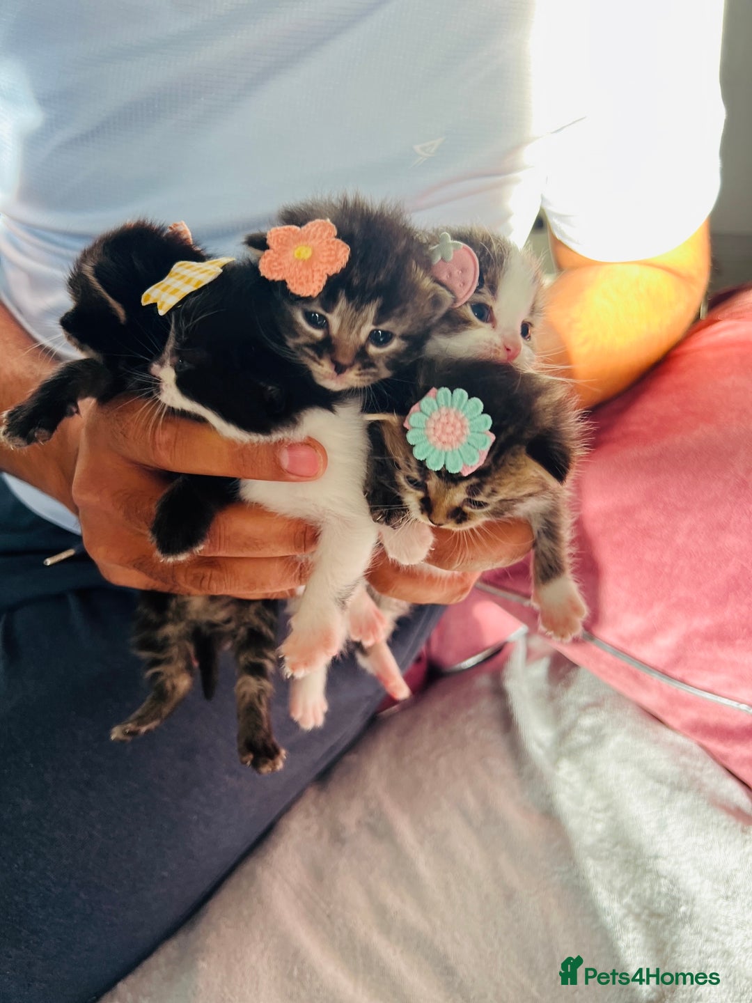 LaPerm cats for sale: Long Coat Laperm kittens - Image 17