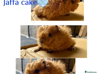 Guinea Pig rodents Pedigree Lunkarya Cali Guinea pigs - Advert 10