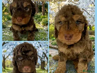 Cockapoo dogs DNA CLEAR, beautiful Cockapoo Pups,Ready 5th June - Advert 13