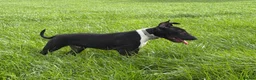 English Bull Terrier dogs for sale: English Bull Terrier  - Advert 9