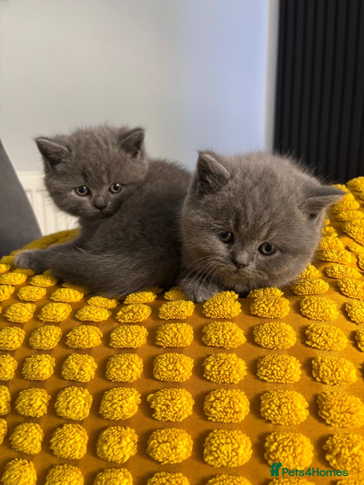 British Shorthair cats Stunning chunky British shorthair kittens - Advert 6