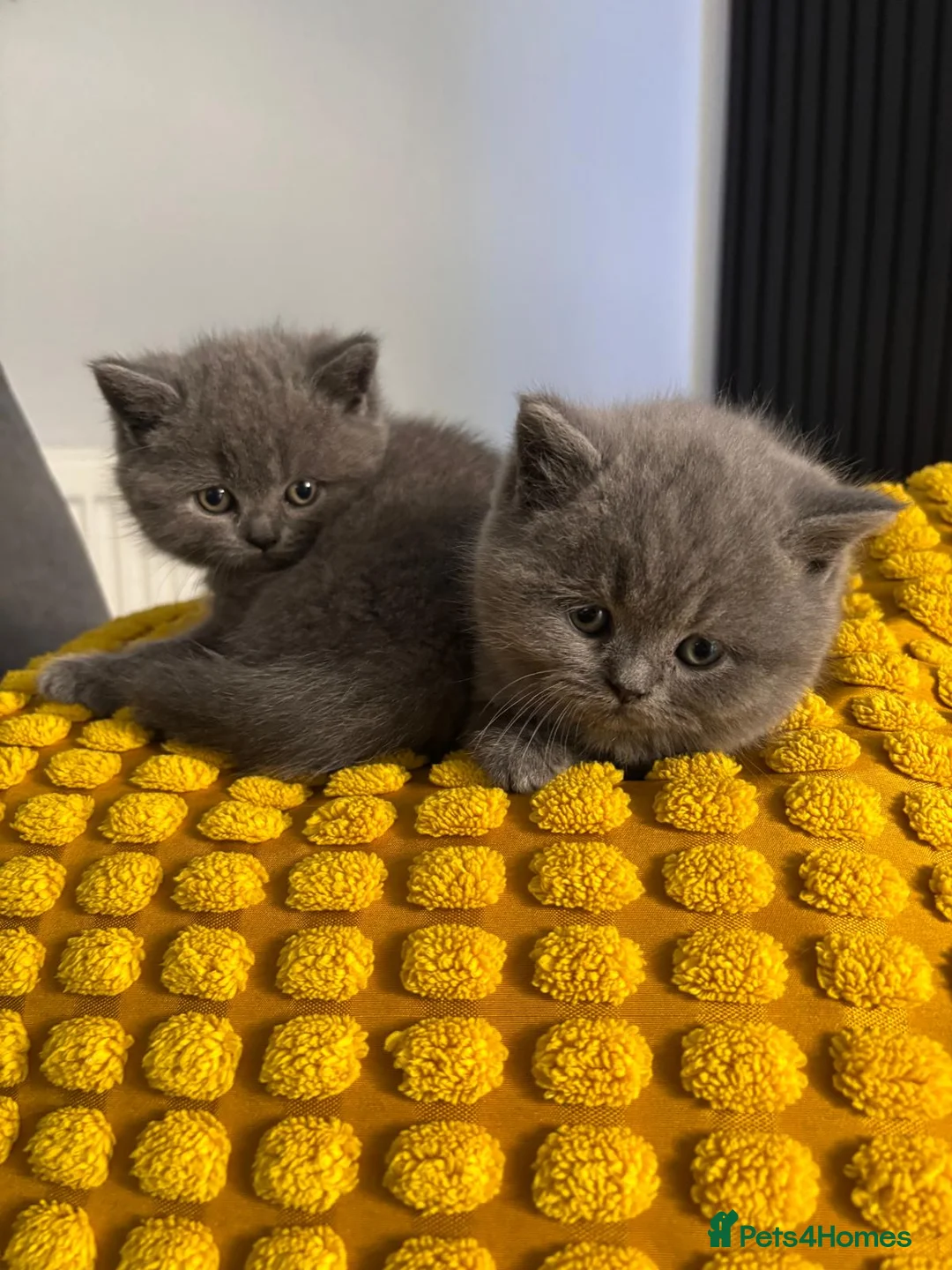 British Shorthair cats for sale: Stunning chunky British shorthair kittens - Advert 5
