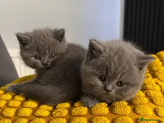 British Shorthair cats Stunning chunky British shorthair kittens - Advert 6