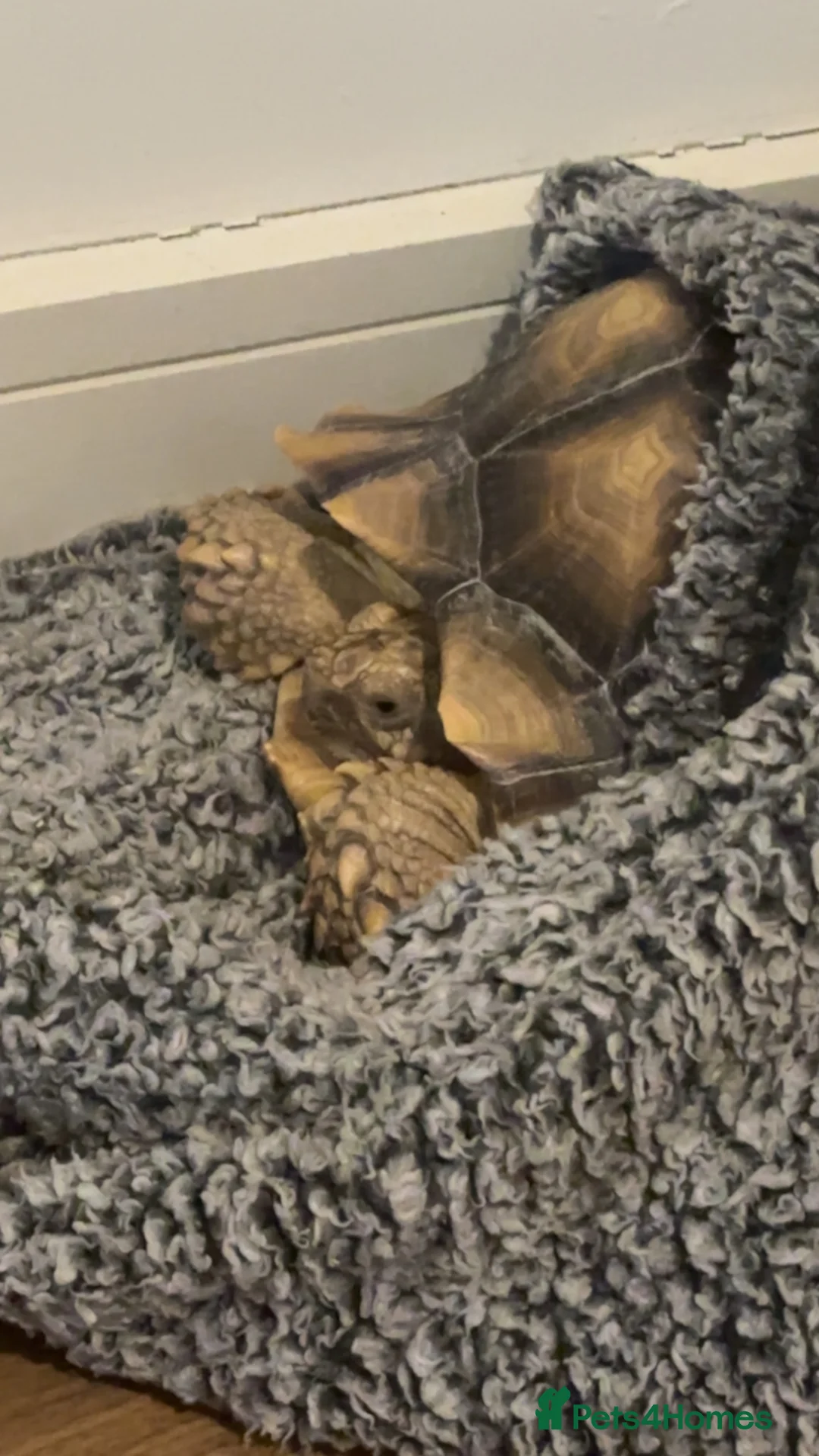 Tortoise reptiles for sale: 6 year old sulcata for sale  - Advert 2