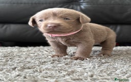 Labrador Retriever dogs for sale: Stunning Charcoal Labrador puppies - Image 6