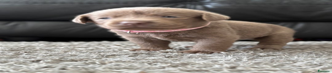 PINK Labrador Retriever