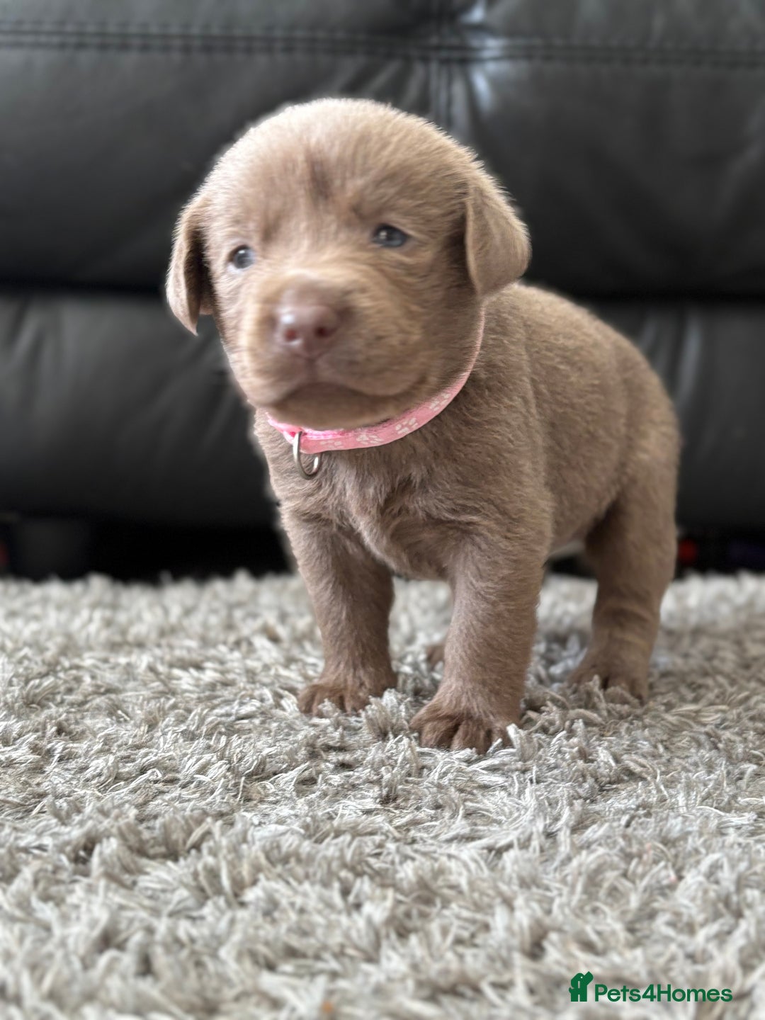 Labrador Retriever dogs for sale: Stunning Charcoal Labrador puppies - Image 6