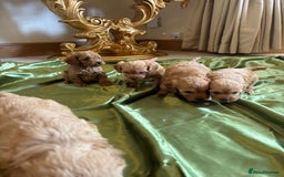 Cockapoo dogs for sale: F1 DNA Health Tested Cockapoos  - Image 8