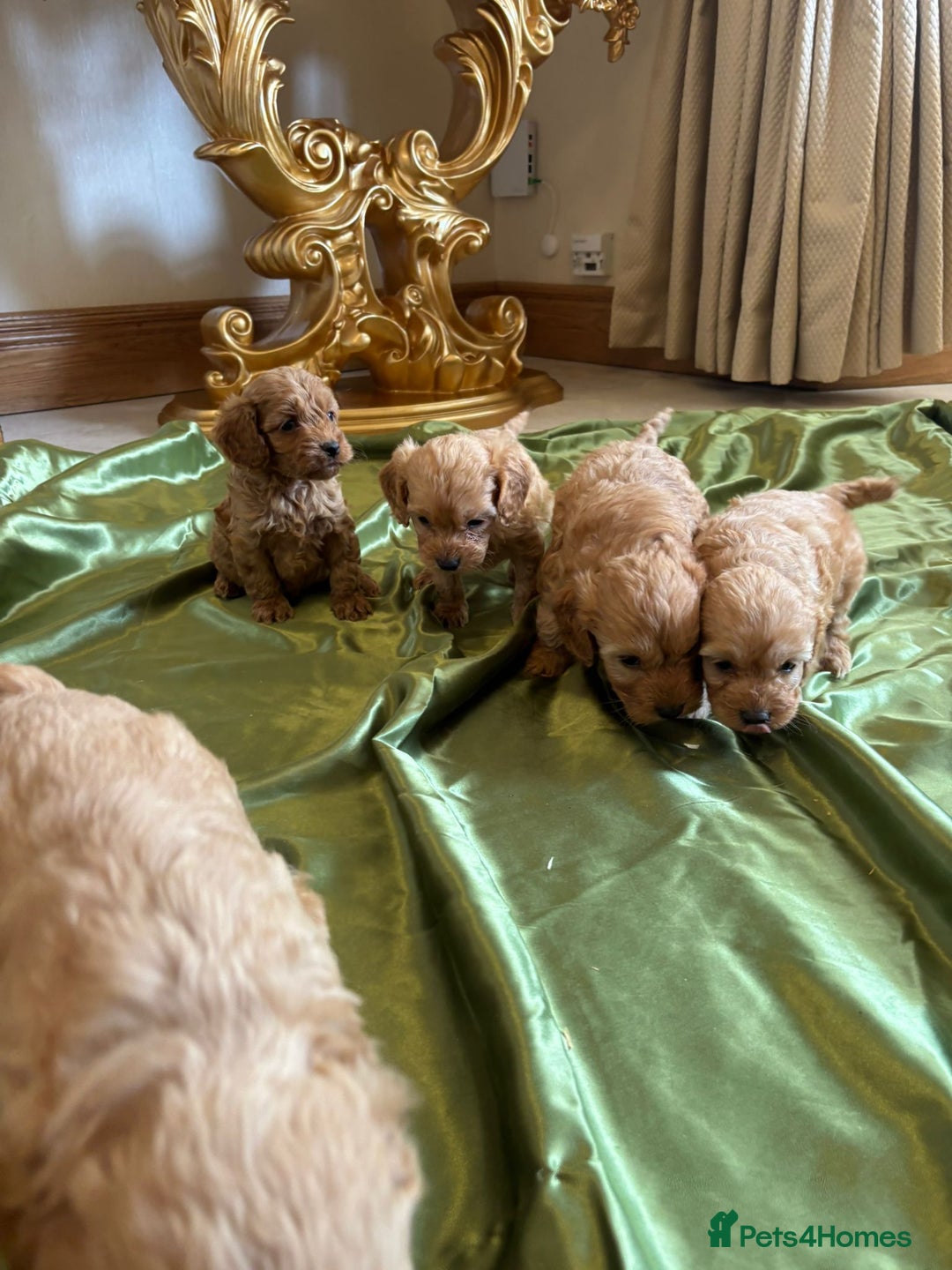 Cockapoo dogs for sale: F1 DNA Health Tested Cockapoos  - Image 8