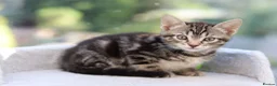 Mixed Breed cats for sale: Tabby Kittens Ready SOON - Advert 34