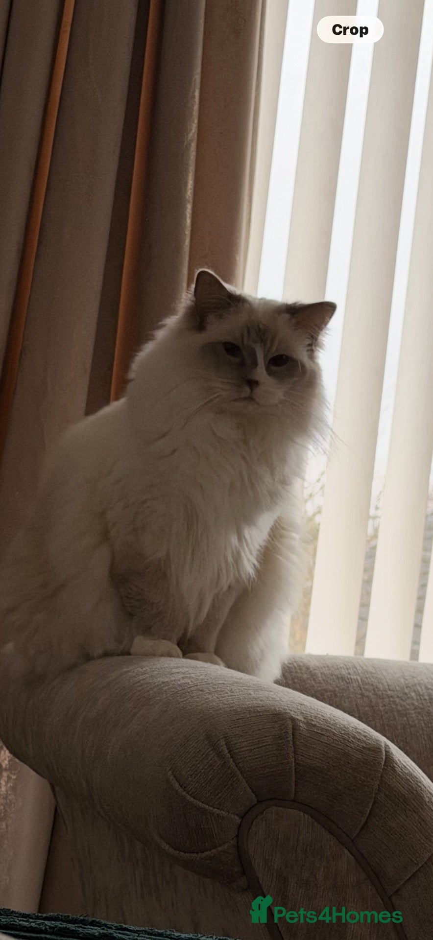 Ragdoll cats GCCF Active ragdoll Queen Lilac mitted  - Advert 11