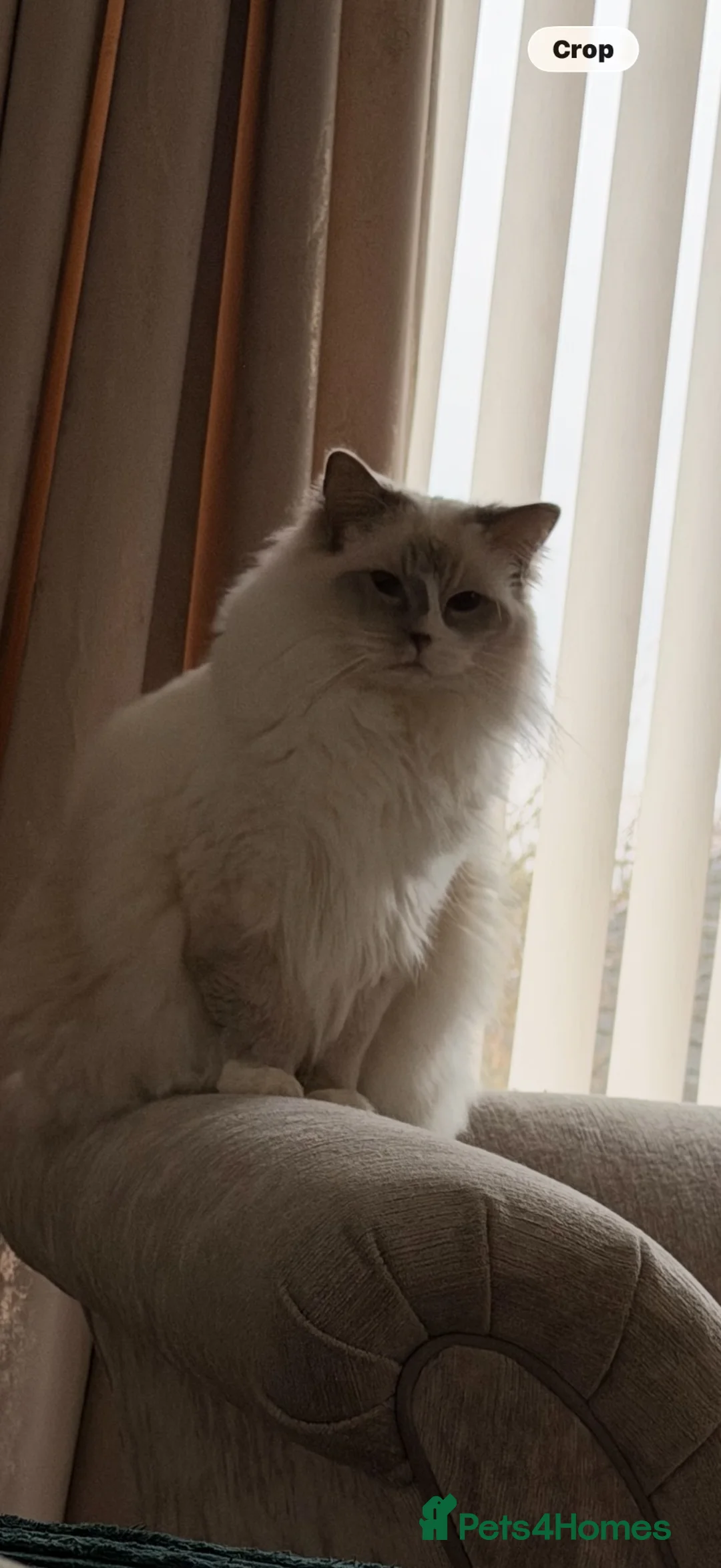 Ragdoll cats for sale: GCCF Active ragdoll Queen Lilac mitted  - Advert 1