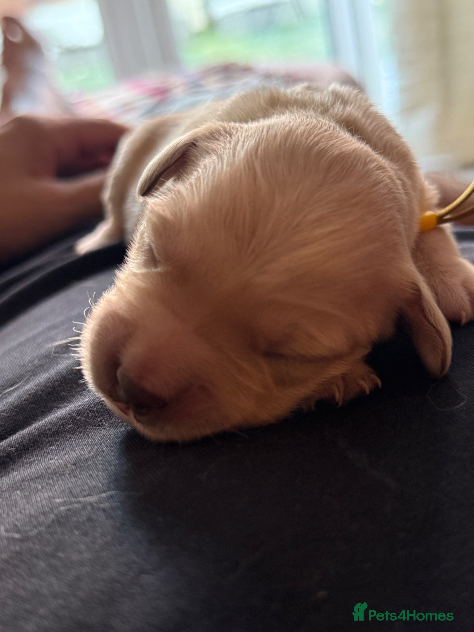 Golden Retriever dogs KC registered golden retriever puppies - Advert 2