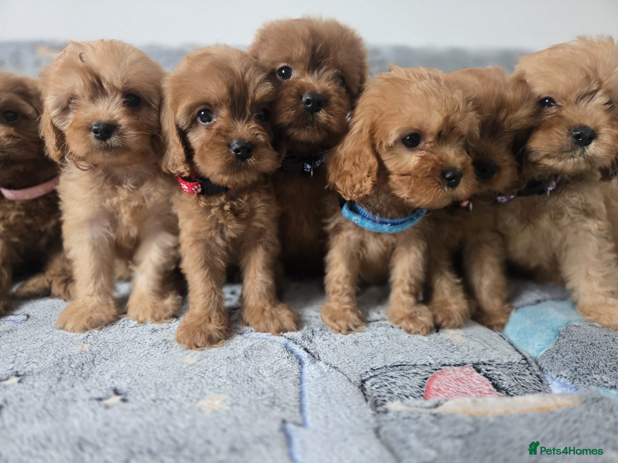 Cavapoo dogs 🐶Amazing cavapoo pups for sale🐶 - Advert 1