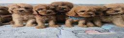 Cavapoo dogs for sale: 🐶Amazing cavapoo pups for sale🐶 - Advert 1