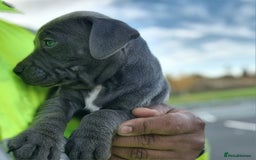 Staffordshire Bull Terrier dogs for sale: Stunning blue Staffordshire Bull terror puppy - Image 5