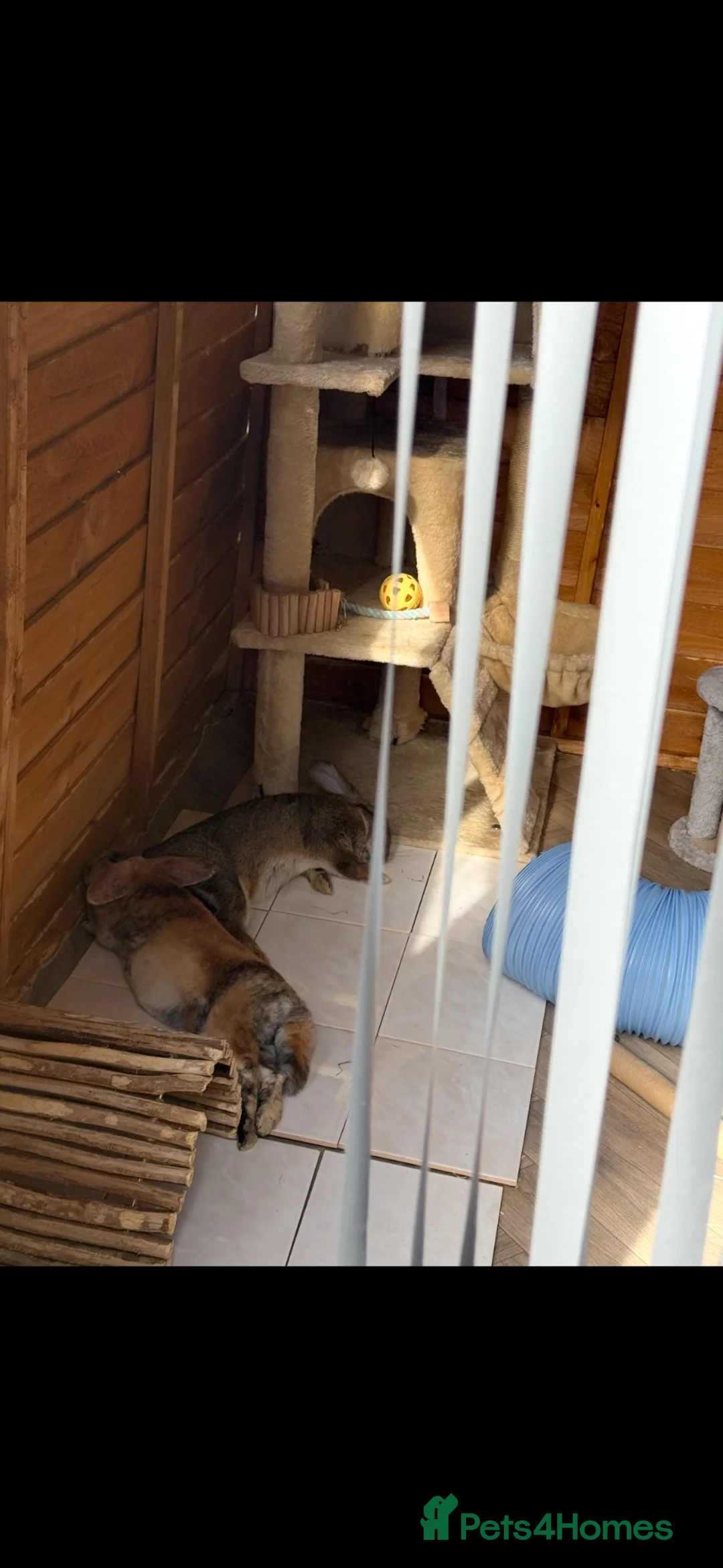 English Lop rabbits for sale: 2 female rabbits in Leeds - Advert 3