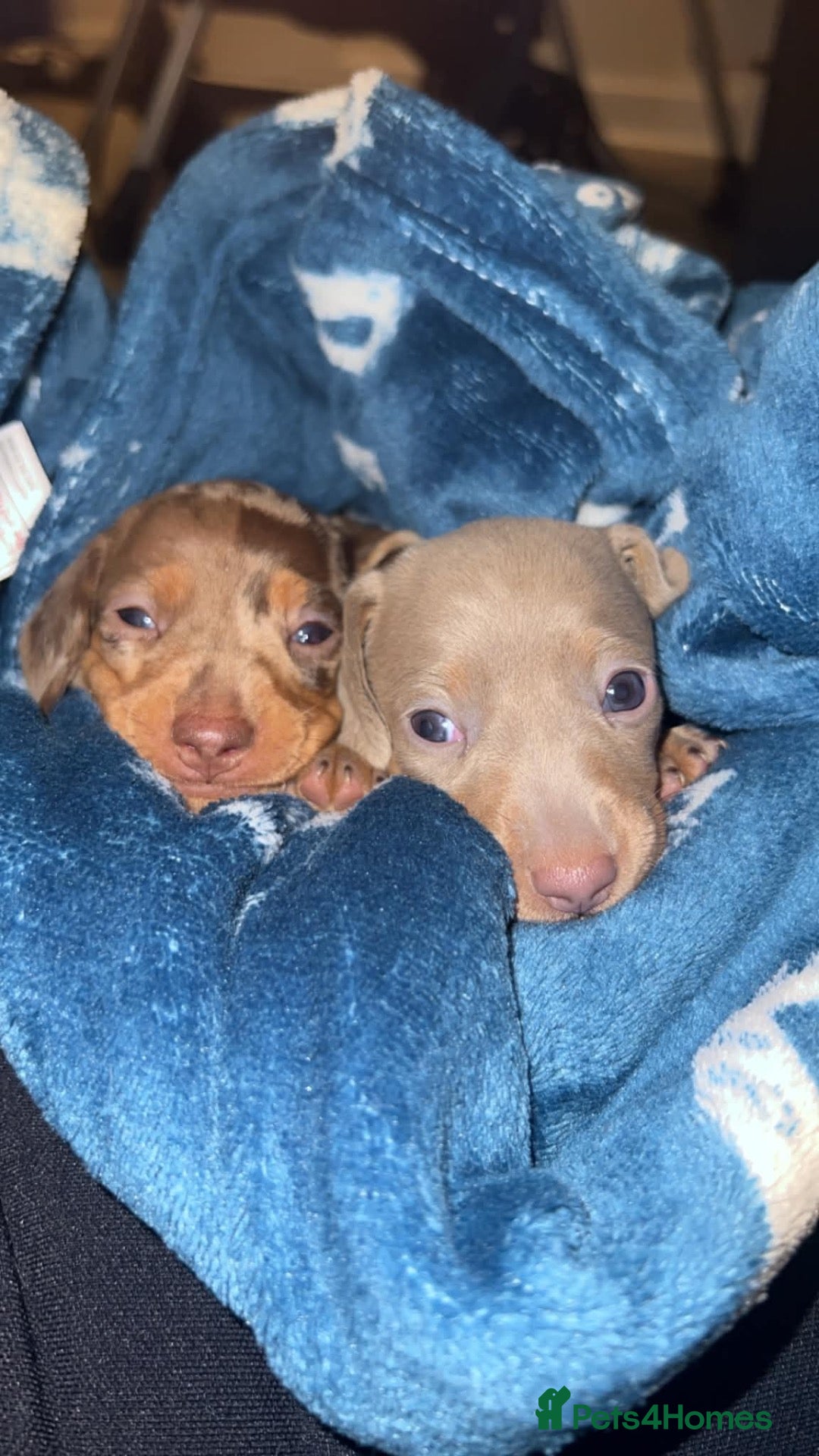 Miniature Dachshund dogs Miniature choc & tan Dachshund  - Advert 1
