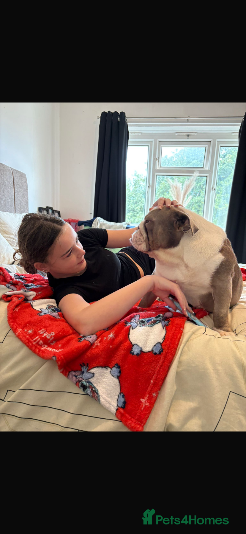 English Bulldog dogs Female British bulldog £150 rehoming fee - Advert 7