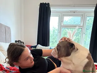 English Bulldog dogs Female British bulldog £150 rehoming fee - Advert 7