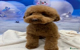 Yorkiepoo dogs for sale: Beautiful yorkipoo puppies - Image 25