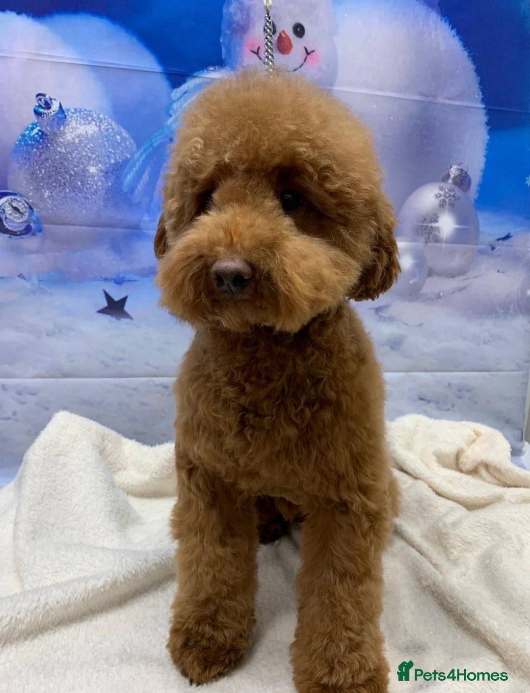 Yorkiepoo dogs for sale: Beautiful yorkipoo puppies - Image 25