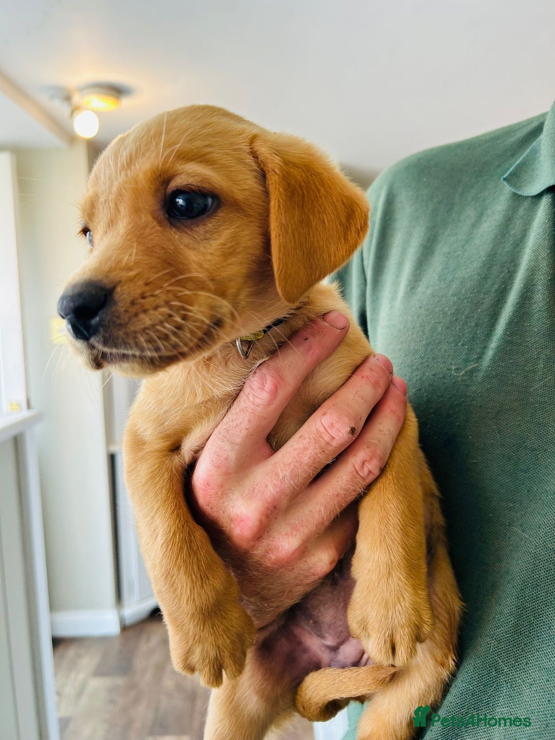 Labrador Retriever dogs for sale: Ready now!! Amazing red fox Labrador puppies  - Image 20