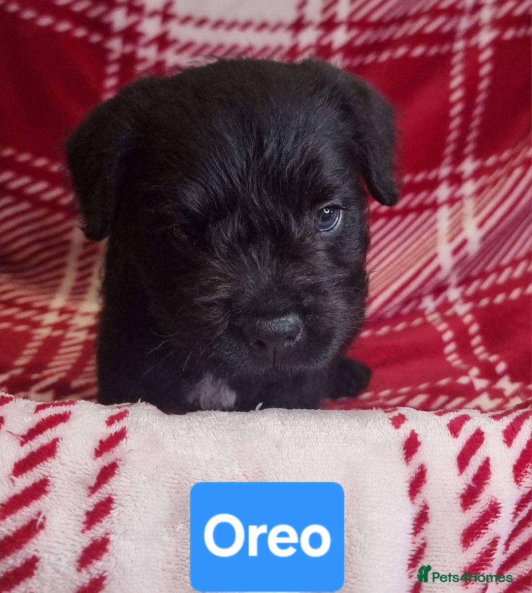 Mixed Breed dogs for sale: French Bulldog × Hungarian Puli Puppies - Advert 9