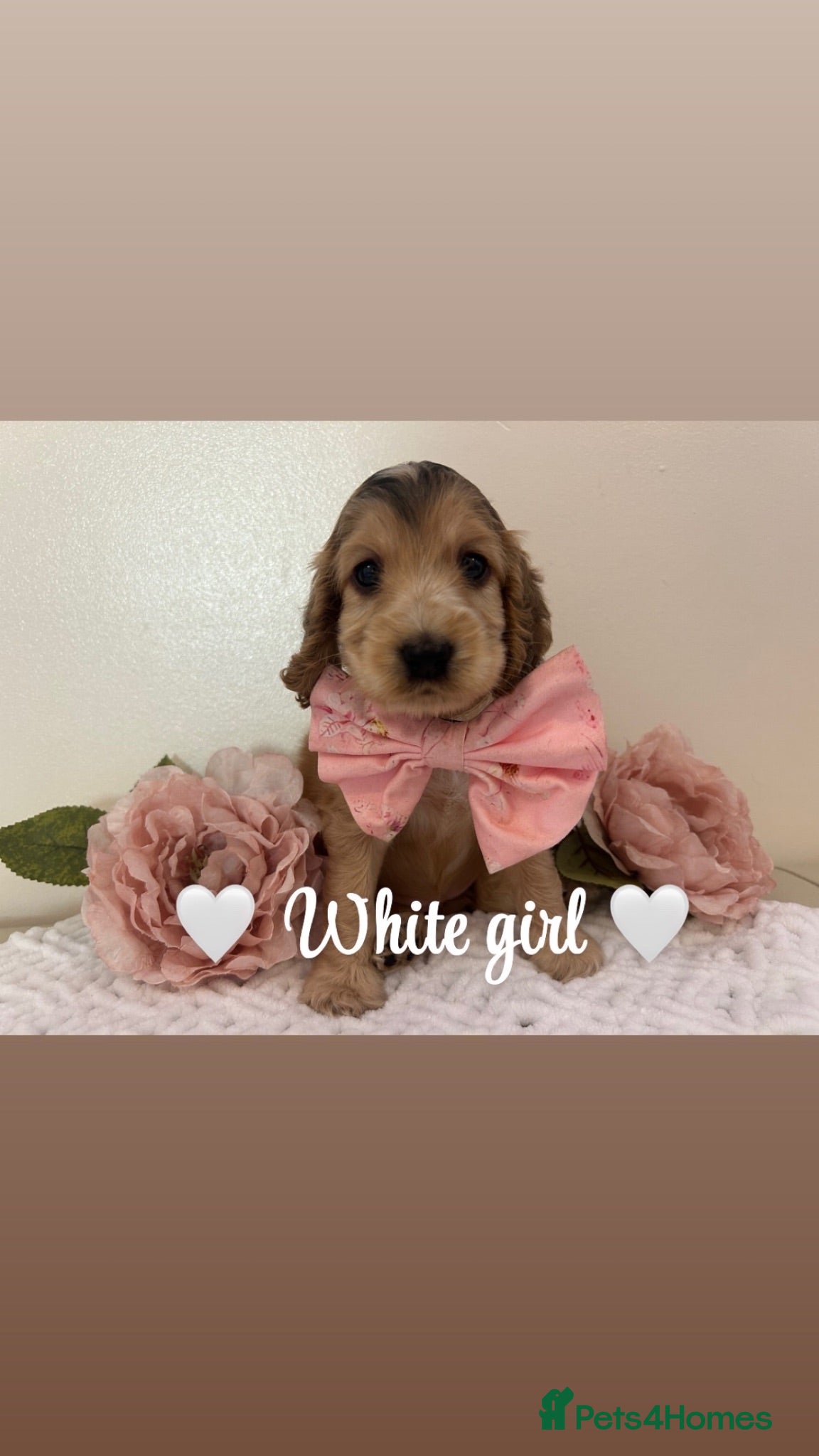 Cocker Spaniel dogs KC Registered Show Type Cocker Spaniel Puppies - Advert 13