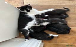 Domestic Shorthair cats for sale: 2 9 week old kittens - Image 4