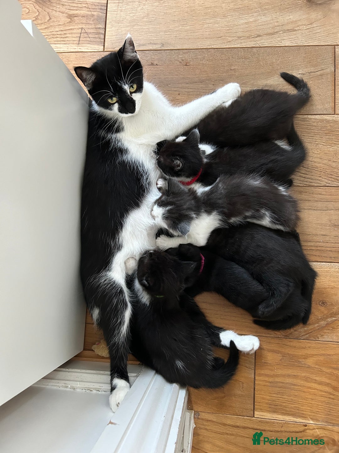 Domestic Shorthair cats for sale: 2 9 week old kittens - Image 4