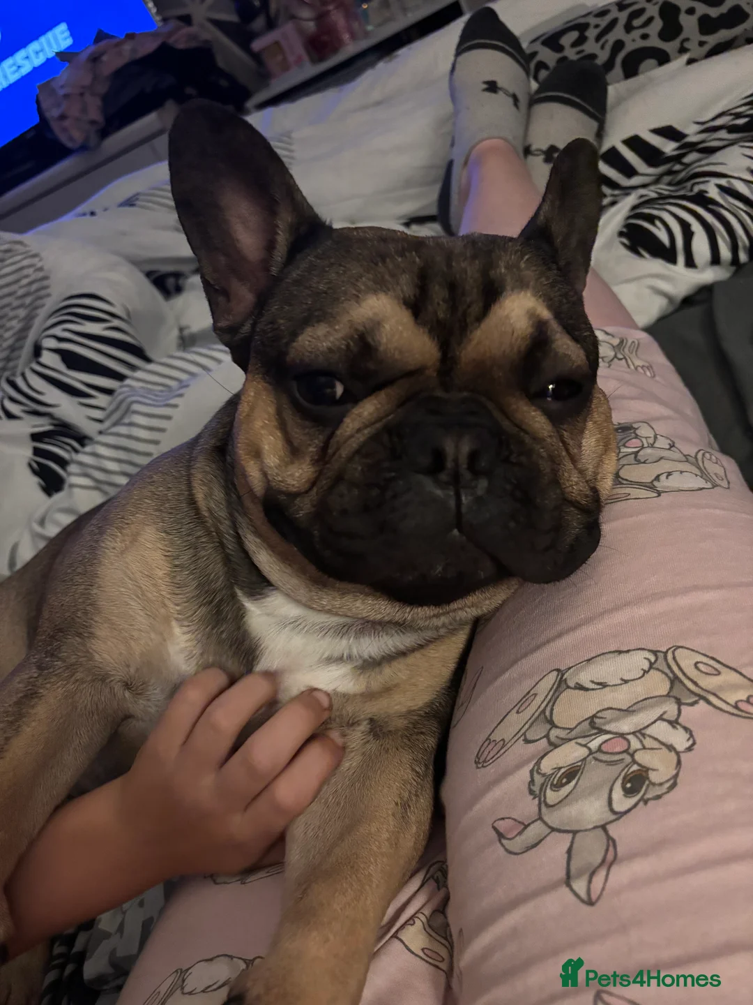 French Bulldog dogs for stud: Bear the frenchie for stud  in Blackpool - Advert 2