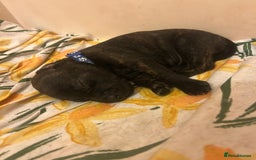 Staffordshire Bull Terrier dogs for sale: 5 staff pups  - Image 3