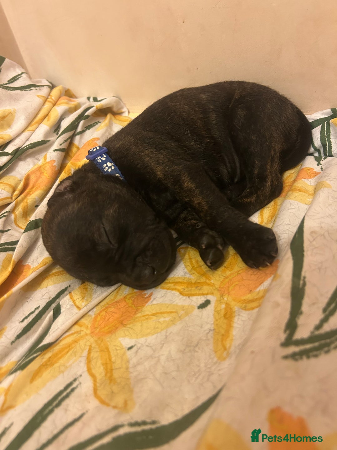 Staffordshire Bull Terrier dogs for sale: 5 staff pups  - Image 3