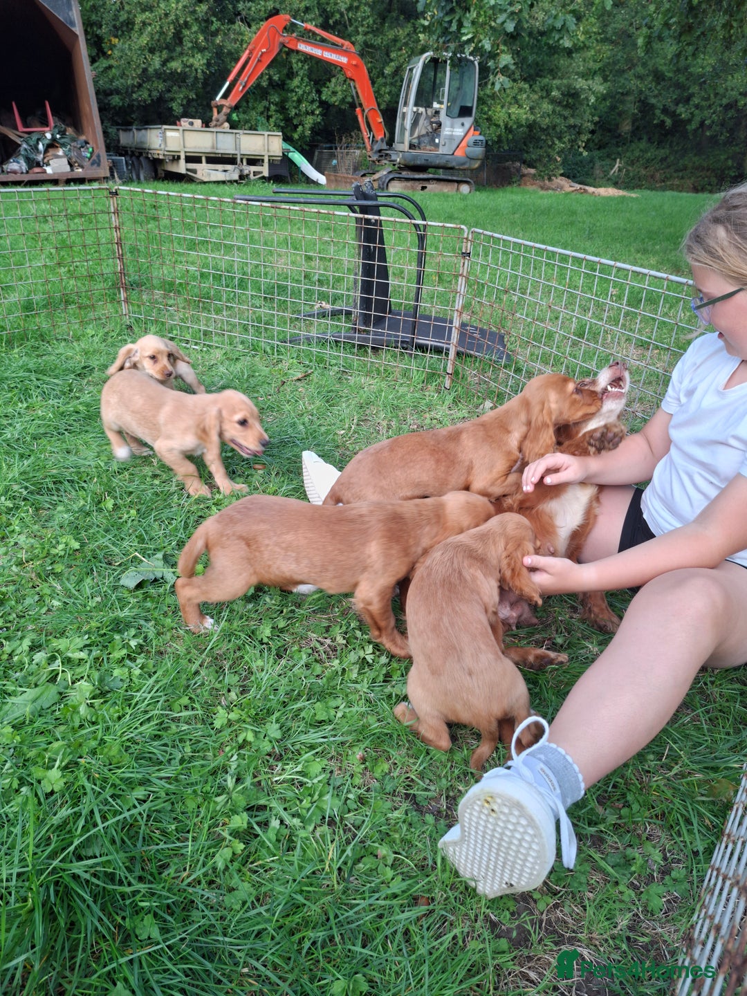 Cocker Spaniel dogs for sale: Working type cocker spaniel boys - Image 29