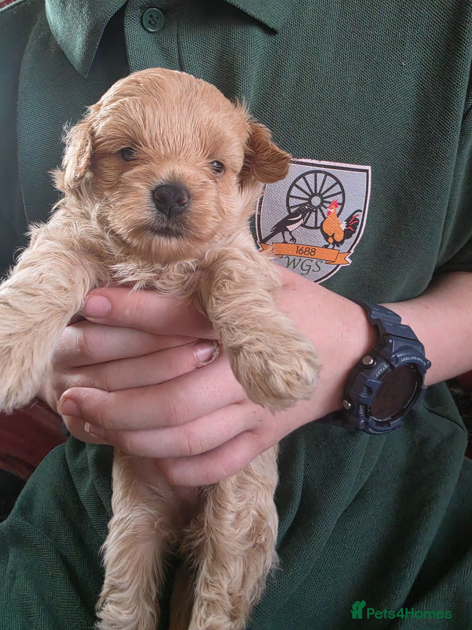 Maltipoo dogs Maltipoo ONLY 1 girl left - Advert 18